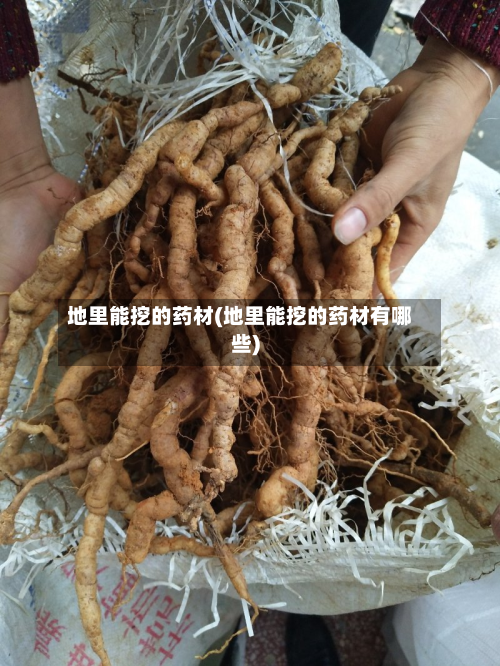 地里能挖的药材(地里能挖的药材有哪些)-第2张图片