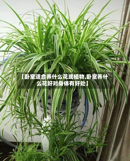 【卧室适合养什么花或植物,卧室养什么花好对身体有好处】