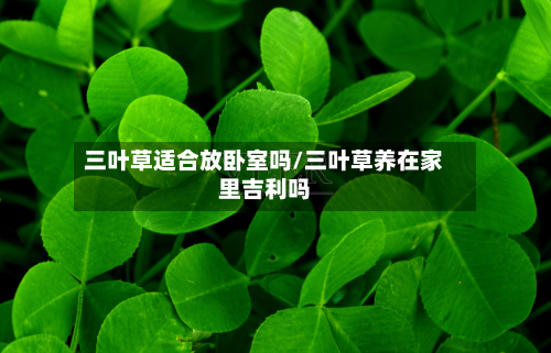 三叶草适合放卧室吗/三叶草养在家里吉利吗